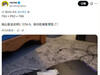 合成PS5说是[二哈]