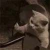 224841jc2sfsjbdytonnbp.webp