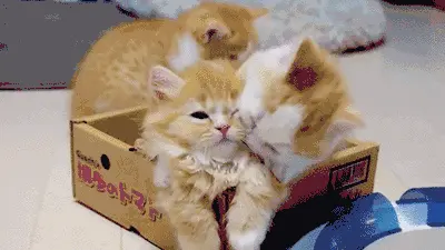 125239fhnikdyb5dq7kjni.webp