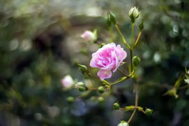 ?url=http%3A%2F%2Fdingyue.ws.126.net%2F2020%2F0713%2F394b2e2dj00qde5vd000rc000hs00bvm.webp