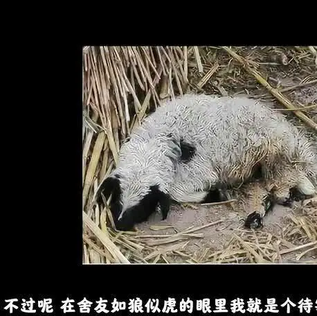 ?url=http%3A%2F%2Fvideoimg.ws.126.net%2Fcover%2F20200519%2FKS7XgvseF_cover.webp