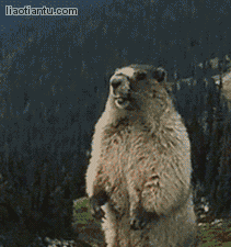 f01fba67g00qf8vhd00dbc0005v0069g.gif
