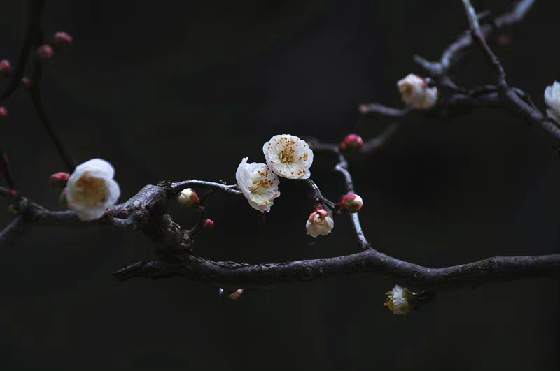 IMG_20220603_053110.webp