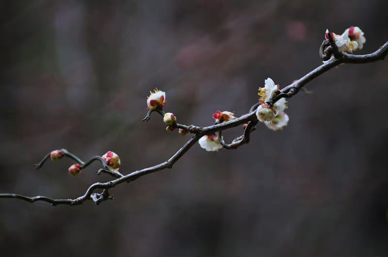 IMG_20220603_053125.webp