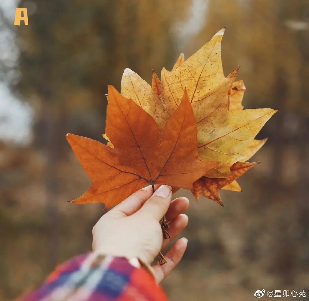 img-16657193021492bdd1644e07a7af82e7d2334a67dc1ce7e0783c00dff8405ec0f4e3b0e0894a8.webp