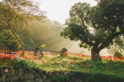 盛开在寺院前的曼珠沙华 Boohwan Jung ​​​