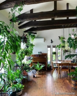 充满绿植的家：是家也是植物园